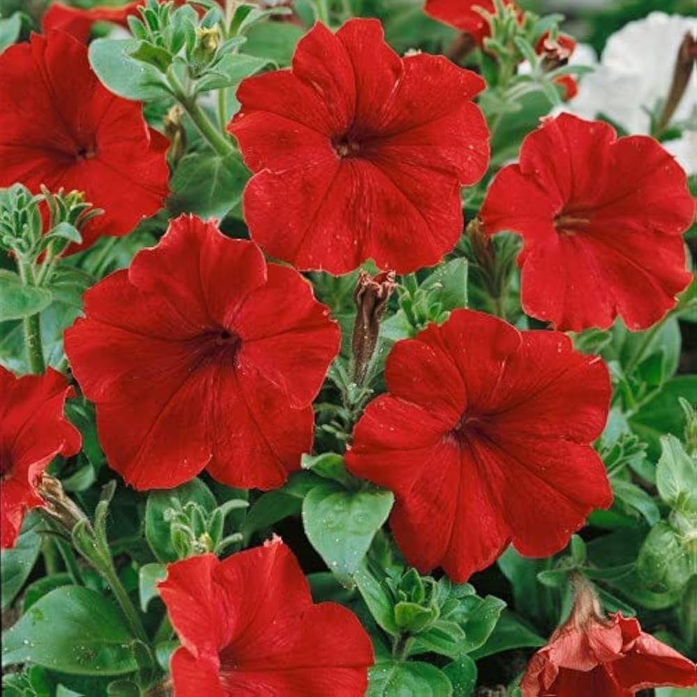 Petunia Red Trailing Flower Seeds