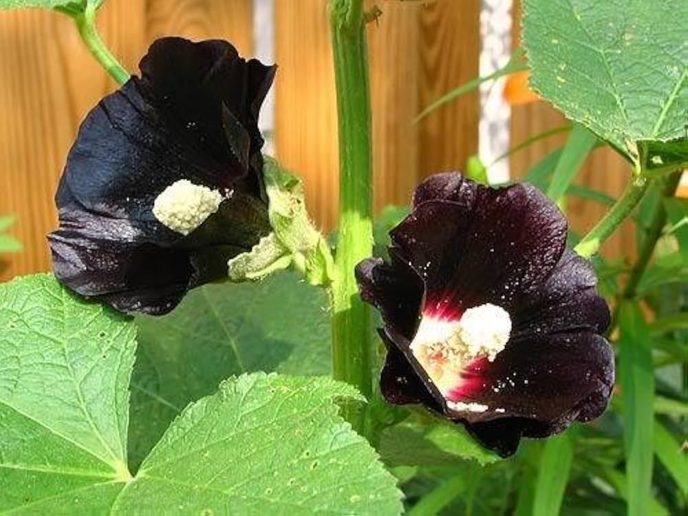 Hollyhock flower Alcea rosea seeds for planting in cottage gardens or flower beds