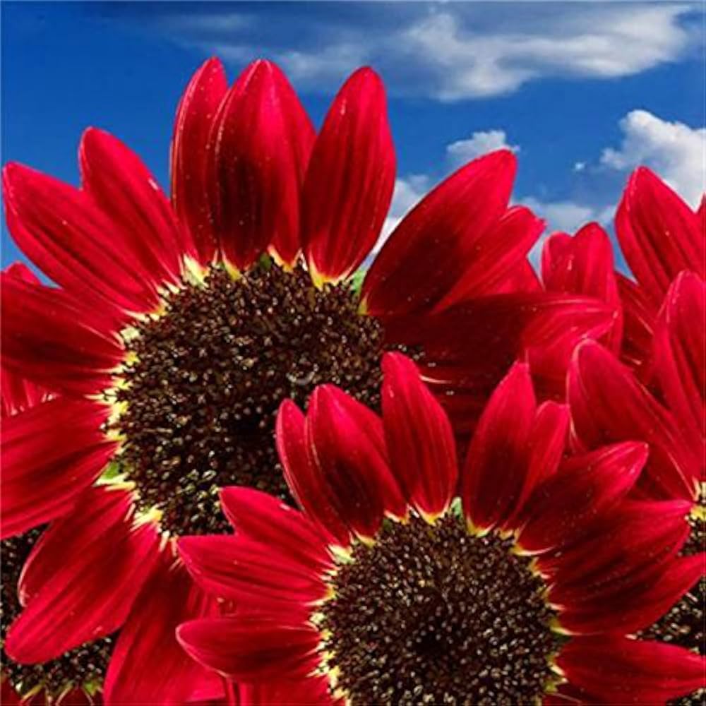 Fortune sunflowers grown from Red Sun Fortune seeds with deep red petals and golden centers