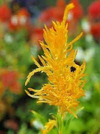 Heirloom Non-GMO Yellow Astilbe Flower Seeds for Garden Planting – Elegant Blooms