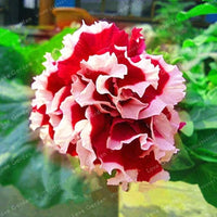 Petunia Double Petal Short Flower - for planting in home garden