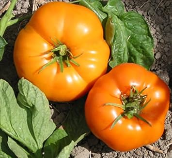 Yellow Tomato Seeds for Planting - Unique Variety