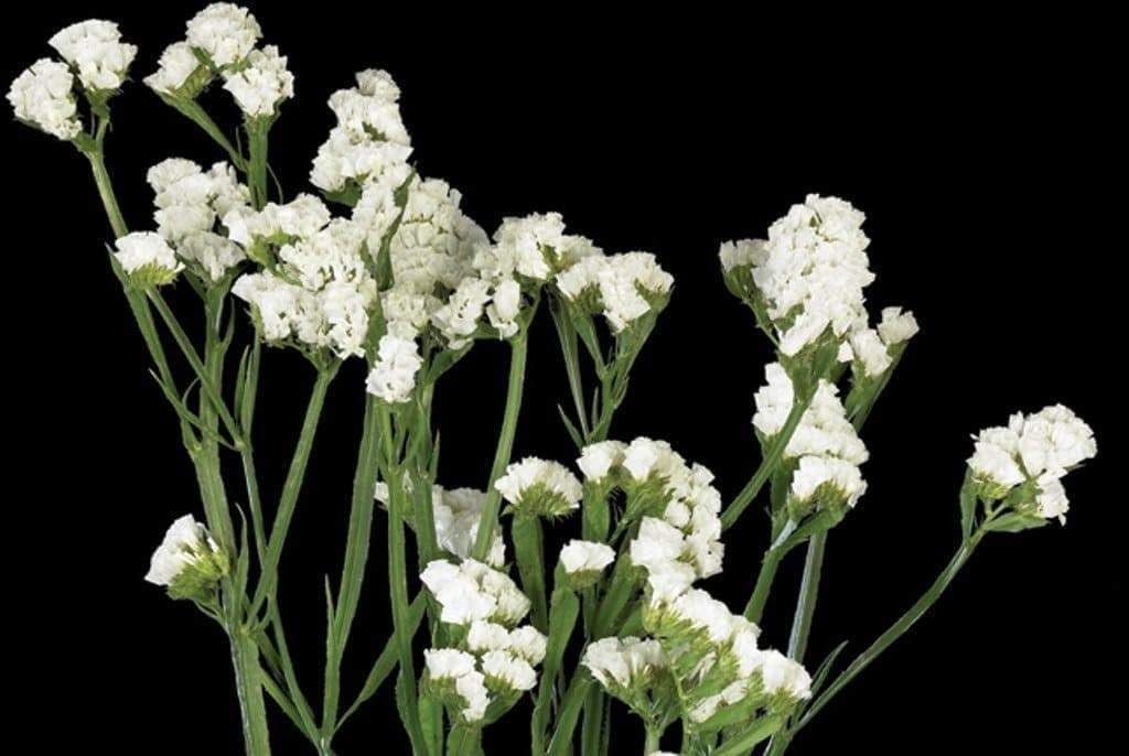Heirloom Non-GMO Limonium Sinuatum Iceberg Flower Seeds for Planting – White Everlasting Blooms - Non-GMO for planting in home garden