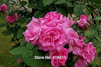 Pink Zephirine Rose Heirloom Non-GMO Seeds for Planting