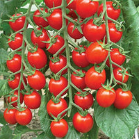 Cherry Tomato Red Tomato Plant Seeds