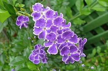 Duranta Erecta Flower Seeds – Heirloom Non-GMO Seeds for Ornamental and Hedge Garden Planting