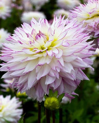 Crazy Love Dahlia