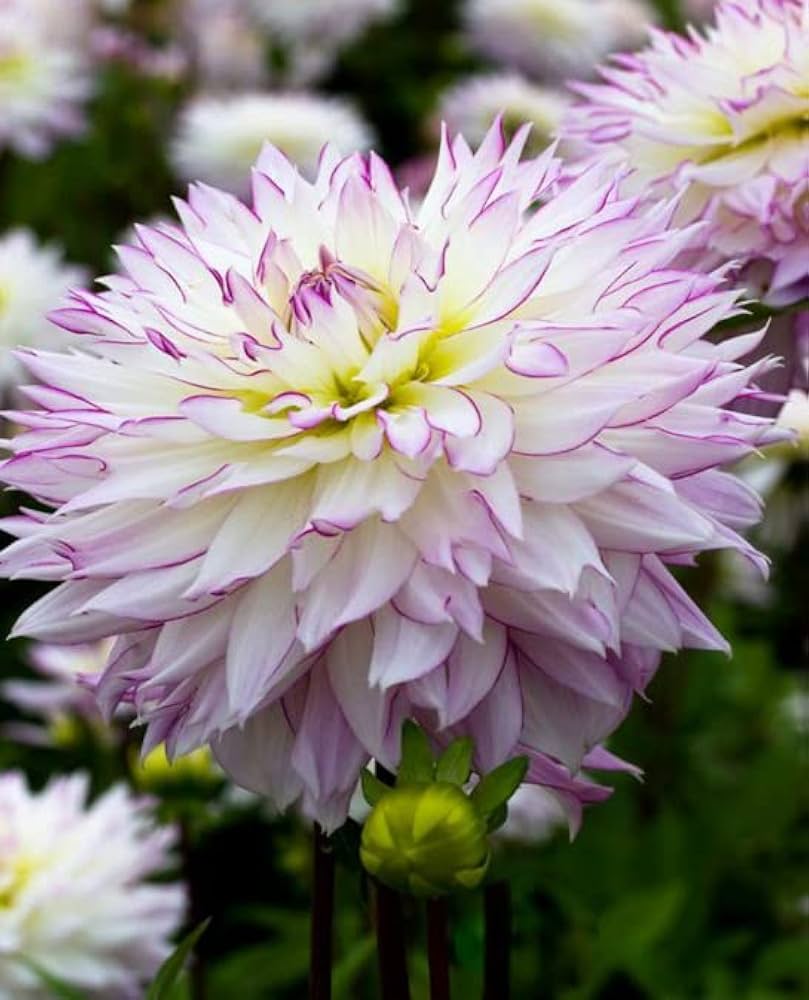 Crazy Love Dahlia