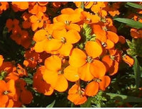 Orange Siberian Wallflower Seeds for Planting 100 pcs
