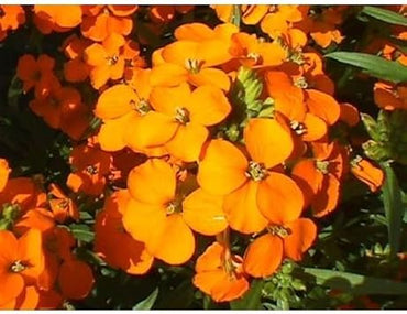 Orange Siberian Wallflower Seeds for Planting 100 pcs