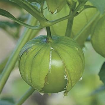 Tomatillo Physalis philadelphica seeds for garden planting