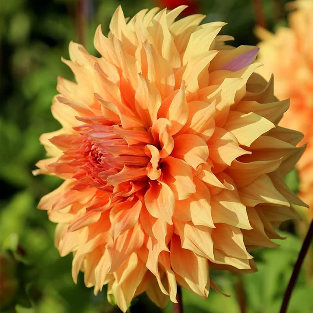 Hercules Dahlia