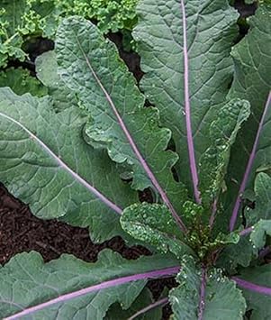 Dazzling Kale Brassica oleracea seeds for garden planting