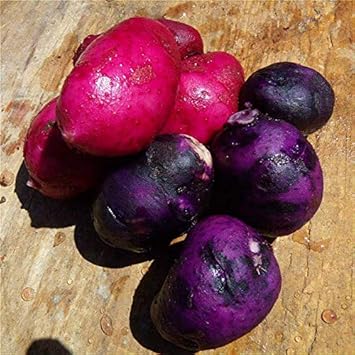 Pink‑Purple Potato Solanum tuberosum seeds for garden planting