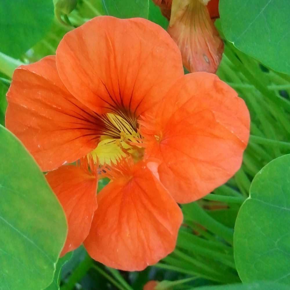 Orange Hanging Nasturtium Seeds for Planting- Heirloom seeds for Home Garden, GMO Free - Hanging for planting in home garden