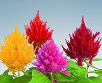 Celosia Spicata Flower Seeds Mixed Colors