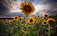 Helianthus Yellow Flower Seeds for Planting – Organic, Heirloom, Non-GMO Seeds