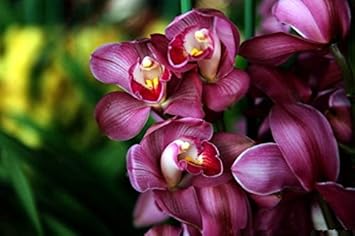 Heirloom Non-GMO Burgundy Cymbidium Orchid Flower Seeds for Garden Planting for planting in home garden