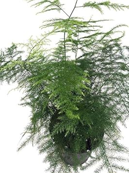 Green Asparagus Plant Seeds for Planting - heirloom & Non-GMO Seeds