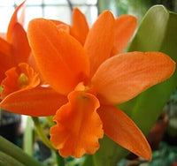 Heirloom Non-GMO Orange Cattleya Hybrida Flower Seeds – Exotic Orchid Blooms for Garden Planting