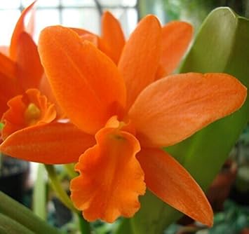 Heirloom Non-GMO Orange Cattleya Hybrida Flower Seeds – Exotic Orchid Blooms for Garden Planting