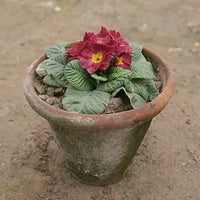 Primula Acaulis Primrose Flower Seeds