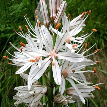 Heirloom Non-GMO Asphodelus Albus Flower Seeds for Planting – Tall Spiky Blooms for Mediterranean Gardens - Non-GMO for planting in home garden