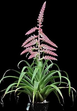 Tillandsia (Tillandsia scientific name) for planting in garden