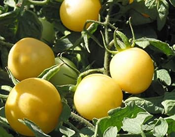 Tomato Vegetable Seeds for Planting – Light Yellow Fruit