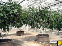 Black Eggplant Seeds for Planting - 100 pcs