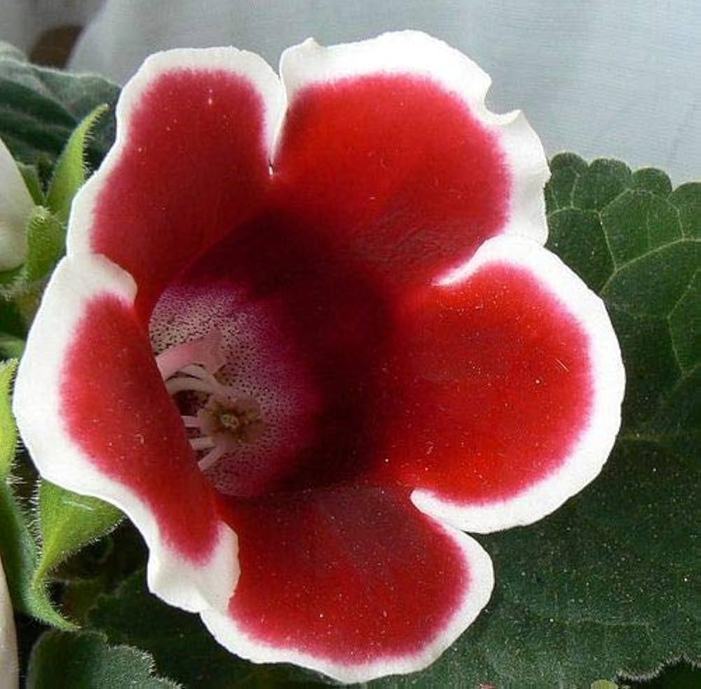 Gloxinia Sinningia Velvet Perennial Flower - for planting in home garden