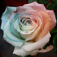 Purple & Pink Rose Heirloom Non-GMO Seeds for Planting