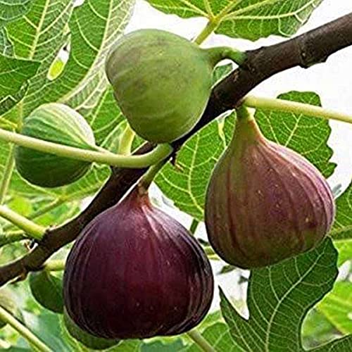 Poona fig Ficus carica seeds for fruit garden