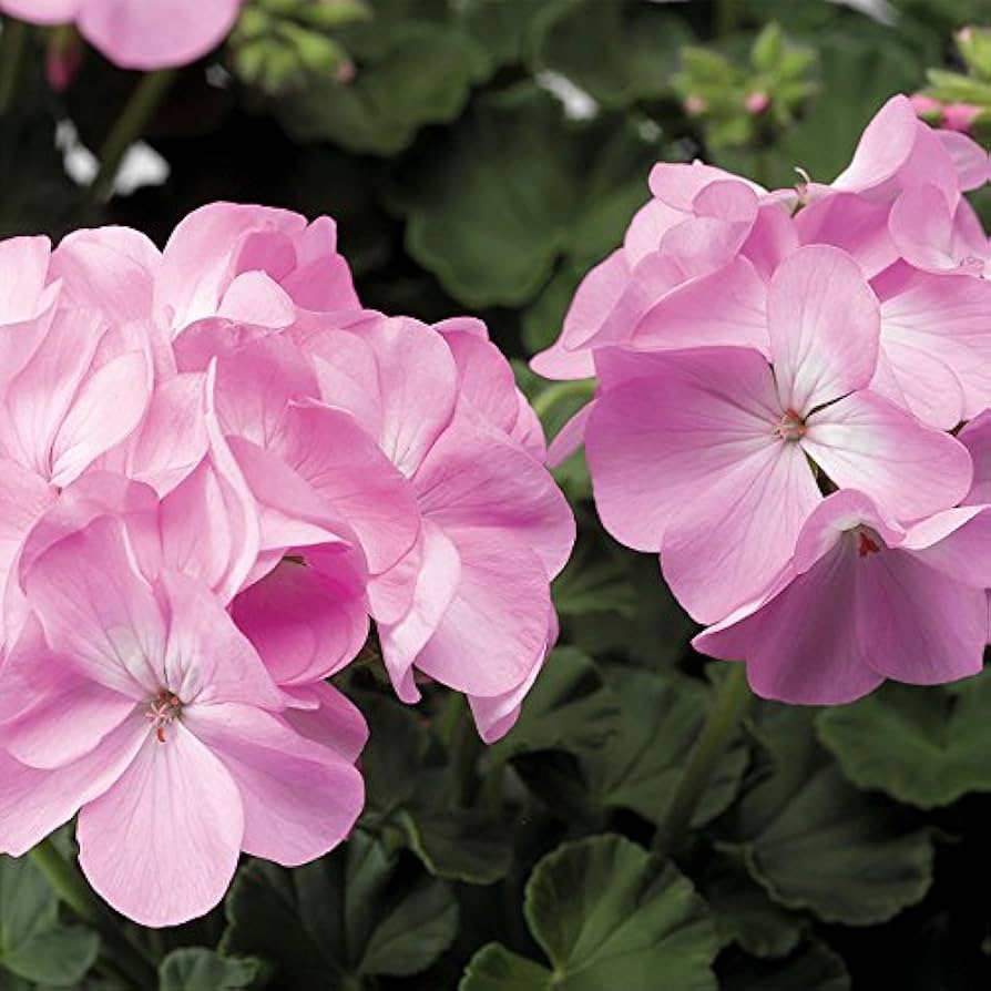 Pinto Quick Geranium seeds (pink & white Pelargonium) growing fast-blooming flowers with dual-tone petals in pink and white, great for hanging baskets