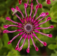 Blue Eyed Daisy Osteospermum Flower Seeds