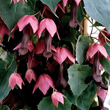 Rhodochiton Purple Bell Vine seeds – ornamental climber with exotic blooms