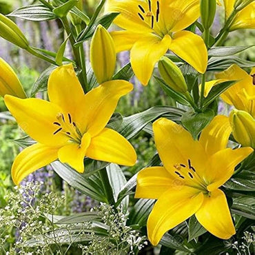 Heirloom Non-GMO Crinum Flower Seeds for Planting – Fragrant Tropical Garden Blooms