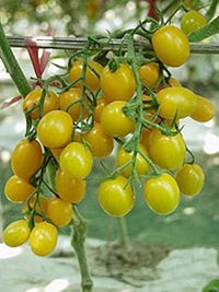 Yellow Tomato Vegetable Seeds for Planting, heirloom & Non-GMO Seeds