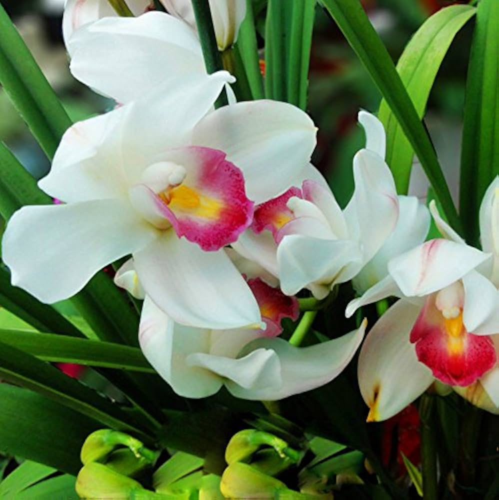 Chinese Cymbidium Orchid seeds producing delicate, elegant orchid flowers in a variety of soft colors, suitable for indoor cultivation