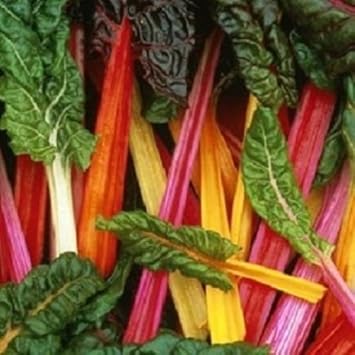 Mixed Chard Seeds for Planting - heirloom & Non-GMO Seeds