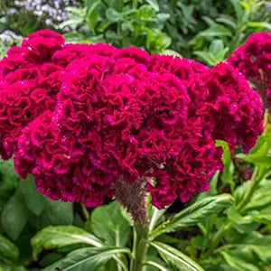 Chinese Pteris Pinnate Cockscomb (Celosia Spicata) - for planting in home garden