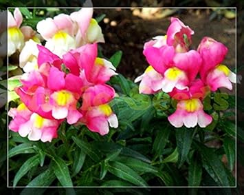 Organic Heirloom Non-GMO Pink Snapdragon Seeds for Planting – Vibrant Garden Blooms
