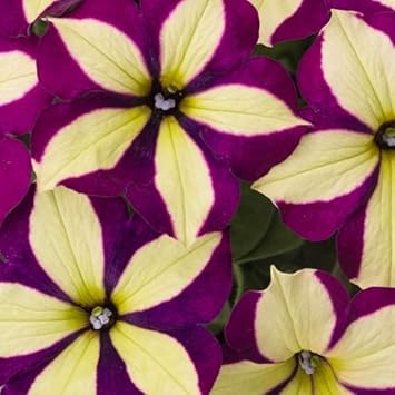 Yellow Violet Petunia Flower Seeds for Planting - Heirloom, NON-GMO Seeds for Vibrant Blooms