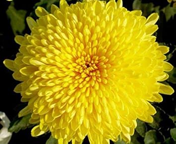 Heirloom Non-GMO Yellow Chrysanthemum Flower Seeds – Fall Blooming Garden Beauties