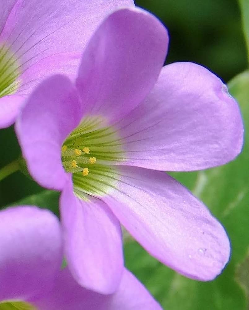 Oxalis Acetosella Violet Flower - for planting in home garden