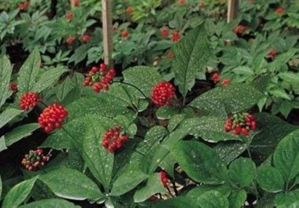 White American Ginseng Herbal Garden Seeds