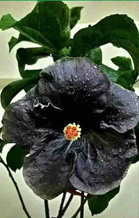 Hibiscus Flower Black Easy Grow Plant Seeds