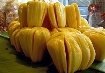 Yellow JackFruit Seeds for Planting – Heirloom and Non-GMO Seeds for Home Garden