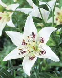 Pure White Lily Flower Seeds for Indoor and Outdoor Perennial Planting Chocolate