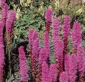 Pink Liatris Spicata Flower Seeds for Planting NON GMO Seeds